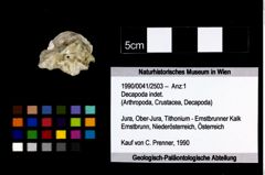 Foto (Objekt + Etikett) von Decapoda indet.  (NHMW-GEO-1990-0041-2503)